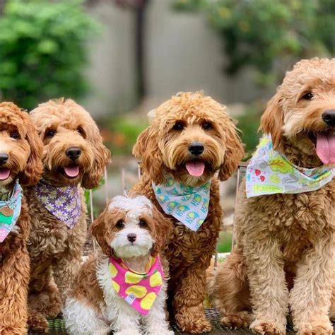 Cavapoo Dog Breed Facts & Information 